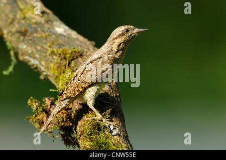 Le nord de fourmilier (Jynx torquilla), assis sur une branche, l'Allemagne, Bade-Wurtemberg Banque D'Images