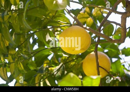 Shaddock, Pomélo (Citrus maxima), fruits mûrs sur l'arbre Banque D'Images