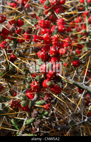 Figuiers de Barbarie (Opunthia leptocaulis), avec des fruits Banque D'Images