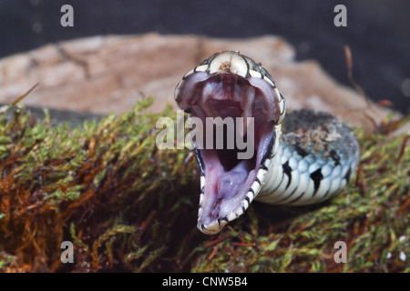 Couleuvre à collier (Natrix natrix), la bouche grande ouverte, Allemagne Banque D'Images