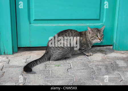 Chat domestique, le chat domestique (Felis silvestris catus) f., assis en face d'une porte avant, Canaries, Lanzarote Banque D'Images