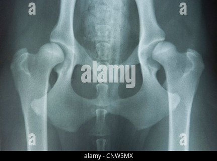 Hovawart (Canis lupus f. familiaris), la radiographie d'un bassin du chien Banque D'Images