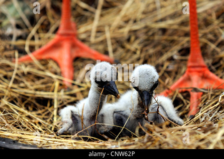 Cigogne Blanche (Ciconia ciconia), deux oiseaux assis dans un nid sous un adulte, France, Alsace Banque D'Images