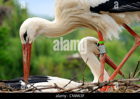 Cigogne Blanche (Ciconia ciconia), deux personnes sur son nid, France, Alsace Banque D'Images