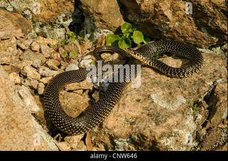 Whip européen d'Europe occidentale, snake snake whip vert-foncé, whipsnake (Coluber viridiflavus, Hierophis viridiflavus ), le rock, l'Italie, Sardaigne Banque D'Images