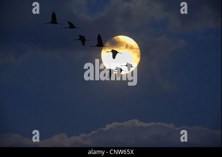 Grue cendrée (Grus grus), groupe de grues en face de la pleine lune, en Allemagne, en Basse-Saxe, Geester Moor bei Wagenfeld Banque D'Images