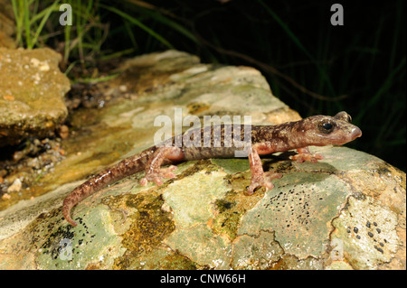 Supramonte Cave Salamander (Speleomantes supramontis supramontis, Hydromantes ), sur la pierre, l'Italie, Sardaigne, Supramonte Gebirge Banque D'Images