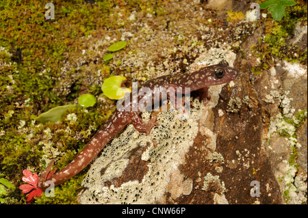 Sarrabus Cave Salamander (sarrabusensis Speleomantes), sur des pierres avec les lichens, Italie, Sardaigne, Sarrabus Gebirge Banque D'Images