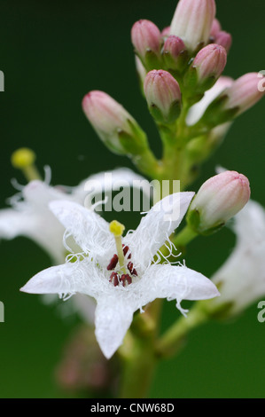 Bogbean, buckbean (Menyanthes trifoliata), inflorescence Banque D'Images