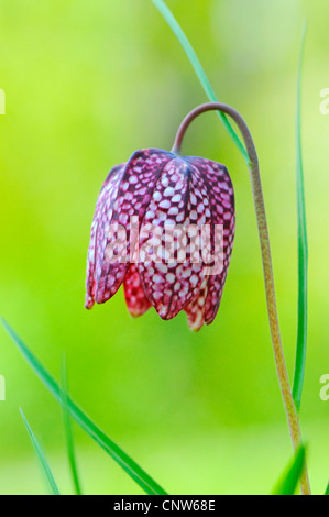 Fritillary commune, tête de serpent fritillaria (Fritillaria meleagris), fleur, Allemagne Banque D'Images