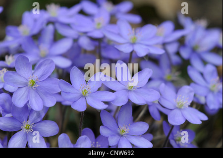 Hepatica, American liverleaf (hépatique Hepatica nobilis), blooming, Allemagne Banque D'Images