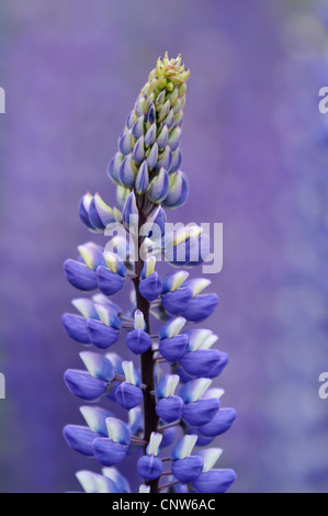 L'lupin, beaucoup de lupin à feuilles, jardin lupin (Lupinus polyphyllus), inflorescence Banque D'Images