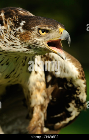 Aigle de Bonelli (Hieraaetus fasciatus), appelant les femmes, Espagne Banque D'Images