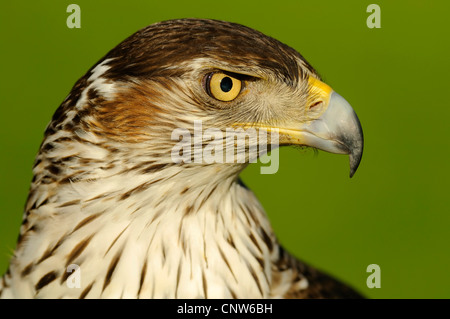 Aigle de Bonelli (Hieraaetus fasciatus), le portrait de femme, Espagne Banque D'Images