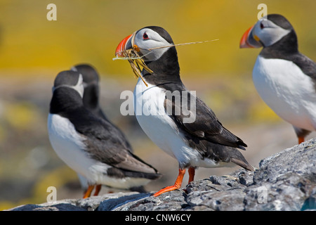 Macareux moine, Fratercula arctica Macareux moine (commune), assis avec le matériel du nid dans le bec, Royaume-Uni, Ecosse Banque D'Images