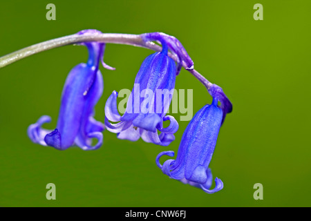 Bluebell atlantique (Hyacinthoides non-scripta, Endymion non-scriptus, Scilla non-scripta), fleurs, Allemagne Banque D'Images