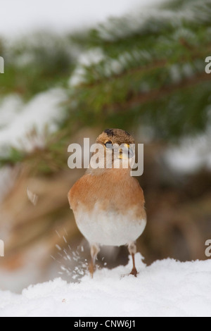 Pinson du nord (Fringilla montifringilla), femme en hiver, Allemagne Banque D'Images