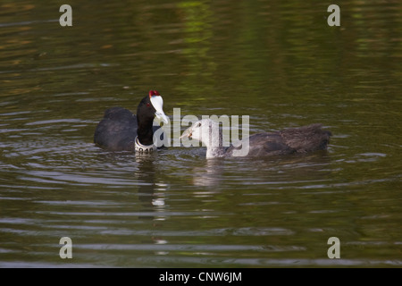 -Rouge Foulque macroule (Fulica cristata bulbés), alimentation adultes poussin. L'adulte est porteur d'une avec un certain nombre de cou., Espagne, Baléares, Majorque, Parc National d'Albufera Banque D'Images