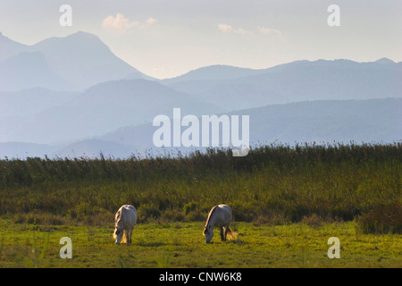 Cheval de Camargue (Equus caballus przewalskii. f), deux chevaux qui broutent au bord de la zone humide en face de montagnes, Espagne, Baléares, Majorque Banque D'Images