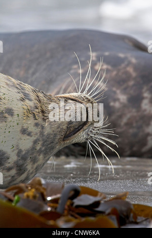 Phoque gris (Halichoerus grypus), moustaches, Allemagne, Schleswig-Holstein, Helgoland Banque D'Images