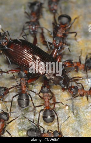 Petite fourmi rouge (Formica polyctena), avec comme proies beetle Banque D'Images