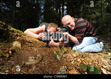 Adder, Viper, commune Politique européenne commune, Viper Viper (Vipera berus), deux hommes prendre des photos d'une vipère femelle, Allemagne, Forêt-Noire Banque D'Images