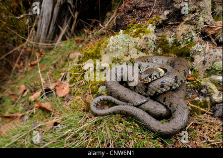 Couleuvre à collier (Natrix natrix Natrix, ), roulé, en Allemagne, en Forêt Noire Banque D'Images