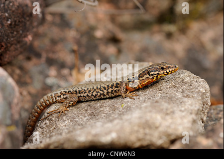 Lézard des murailles (Podarcis muralis, Lacerta muralis), couché sur une pierre, l'Allemagne, Forêt-Noire Banque D'Images