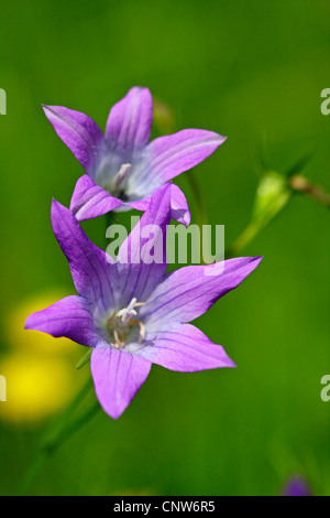 Bellflower (Campanula patula propagation), des fleurs, de l'Allemagne, Bade-Wurtemberg Banque D'Images