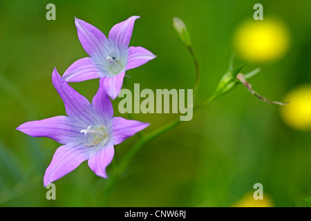 Bellflower (Campanula patula propagation), des fleurs, de l'Allemagne, Bade-Wurtemberg Banque D'Images
