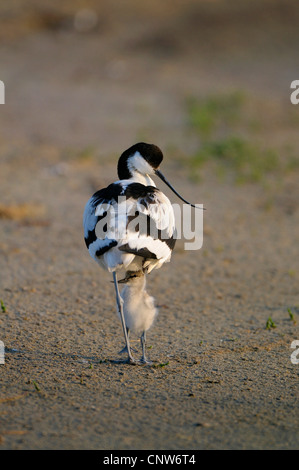 Avocette élégante (Recurvirostra avosetta), des profils avec chick, Pays-Bas, Texel Banque D'Images