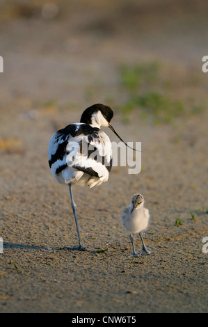 Avocette élégante (Recurvirostra avosetta), des profils avec chick, Pays-Bas, Texel Banque D'Images