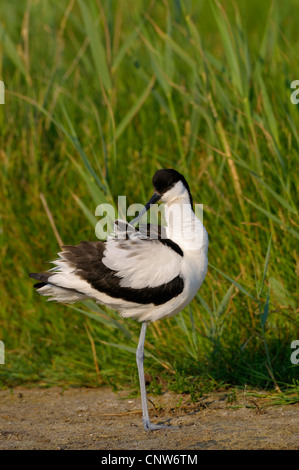 Avocette élégante (Recurvirostra avosetta), soins de plumage , Pays-Bas, Texel Banque D'Images