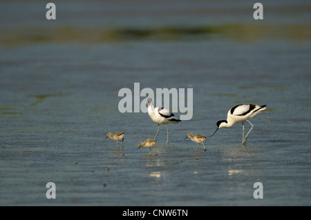 Avocette élégante (Recurvirostra avosetta), les adultes avec les poussins sur l'alimentation animale, Pays-Bas, Texel Banque D'Images