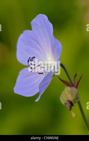 Géranium sanguin (Geranium pratense meadow), Einzelbluete, Allemagne, Rhénanie du Nord-Westphalie Banque D'Images