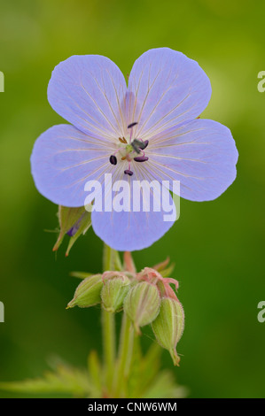 Géranium sanguin (Geranium pratense meadow), Einzelbluete, Allemagne, Rhénanie du Nord-Westphalie Banque D'Images