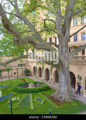 Avion européen, à feuilles d'érable, avion avion à destination de Londres, Londres planetree (Platanus hispanica, Platanus x hybrida, platanus hybrida, Platanus acerifolia), 150 ans planetree au château de Schwerin, Allemagne, Mecklembourg-Poméranie-Occidentale, Schwerin Banque D'Images