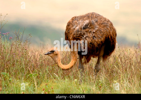 Autruche (Struthio camelus), femme dans un pré Banque D'Images