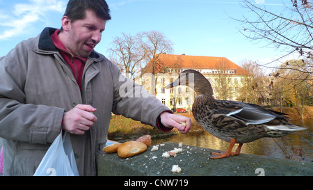 Le Canard colvert (Anas platyrhynchos), l'homme de nourrir un canard colvert, Allemagne, Lippstadt Banque D'Images