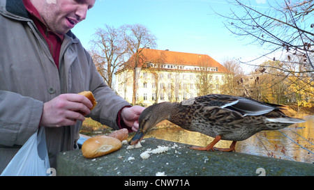 Le Canard colvert (Anas platyrhynchos), l'homme de nourrir un canard colvert, Allemagne, Lippstadt Banque D'Images