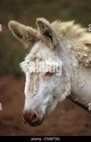 Asinara âne (Equus asinus) avec un manteau blanc.Italie Sardaigne Ile d ...