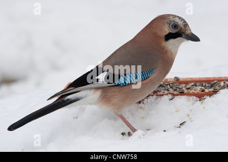 Jay (Garrulus glandarius), l'alimentation sur les grains de neige, Allemagne Banque D'Images