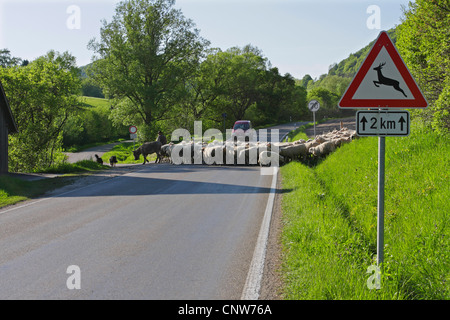 Traverser une rue berger avec son troupeau, l'Allemagne, Bade-Wurtemberg, Alb Schwaebische, Unterboehringen Banque D'Images