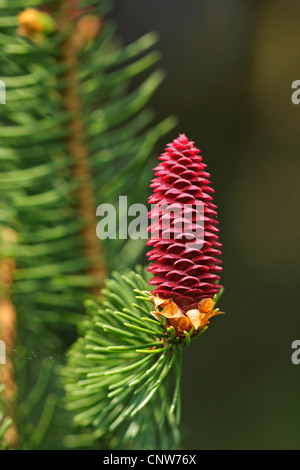 L'épinette de Norvège (Picea abies), cône femelle en fleurs, l'Allemagne, Bade-Wurtemberg Banque D'Images