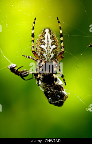 Oakleaf orbweaver (Araneus ceropegius, Aculepeira ceropegia), avec prés de son résultat net, Suisse, Valais Banque D'Images