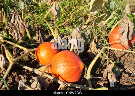 Moelle, citrouille de champ (Cucurbita maxima), Hokkaido mûr sur le terrain, Allemagne Banque D'Images