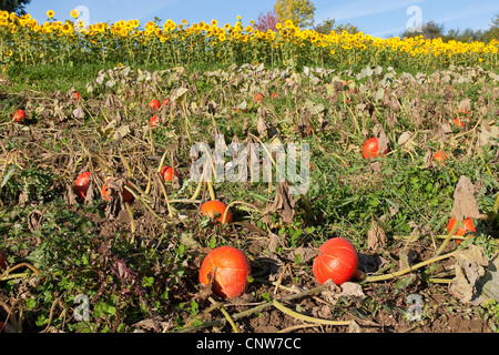 Moelle, citrouille de champ (Cucurbita maxima), Hokkaido mûr sur le terrain, Allemagne Banque D'Images