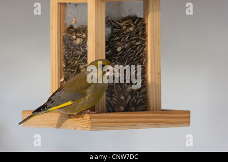 Verdier d'Europe (Carduelis chloris), homme de l'ONU l'alimentation des graines de tournesol à un site d'alimentation, de l'Allemagne Banque D'Images