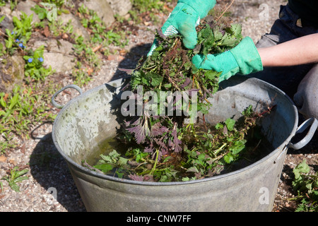 L'ortie (Urtica dioica), la production de boues de femme d'ortie orties fraîches pour la lutte antiparasitaire écologique et d'engrais, Allemagne Banque D'Images