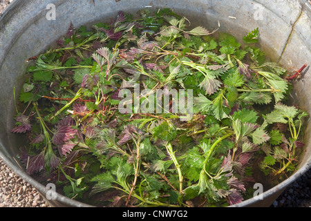 L'ortie (Urtica dioica), la production de boues de l'ortie l'ortie fraîche pour la lutte antiparasitaire écologique et d'engrais, Allemagne Banque D'Images